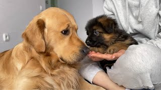 How My Golden Retriever and German Shepherd Became Best Friends From Day One [upl. by Nol331]