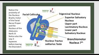 3 MINUTES ANATOMIE DU NERF FACIAL 7 Motricité faciale [upl. by Labaw]