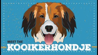 Kooikerhondje  CKC Breed Facts amp Profile [upl. by Hanima55]