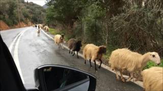 Greek Nickelback Sheep Stampede Crete 2017 [upl. by Olmstead]