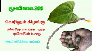 வெற்றிலை வள்ளி  காய் வள்ளி  Vetrilai valli  dioscorea bulbifera  Air potato  அலசல்  Alasal [upl. by Nylirahs687]