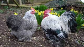 Bantams slide show  silver laced wyandotte and pekins [upl. by Idaline]