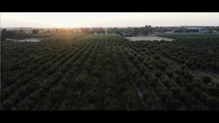 Sunsweet Growers Behind the Scenes Orchard Tour [upl. by Egas]