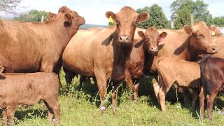 Irish Dexter Cow Sorting at Stone Meadow Farm [upl. by Vilberg713]