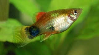 Species Profile  33  The Platy Xiphophorus maculatus [upl. by Ahsemot]