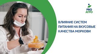 Влияние систем питания на вкусовые качества моркови [upl. by Essie359]