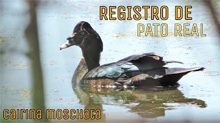 REGISTRO de Cairina moschata  Pato Real  Pato Criollo  Pato do Mato Salta Argentina [upl. by Ayotas924]