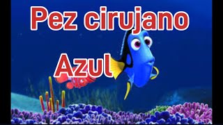 Pez cirujano azul paracanthurus hepatus Dory 😱😱😱 [upl. by Mossman998]