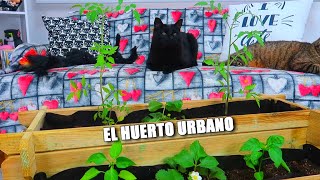 EL HUERTO URBANO [upl. by Renate]