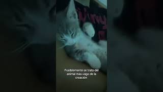 Cuando tu gato es el más vago de la creación [upl. by Brendis]