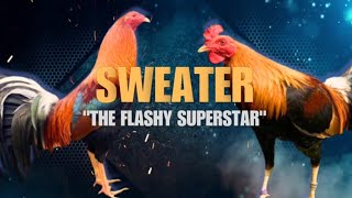 SWEATER GAMEFOWL BLOODLINE Fighting Style and History [upl. by Lhamaj]