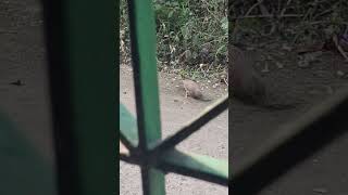 Chitara Bird 🐦 🐦‍⬛ only for Lunch Compiled 😋 shorts video [upl. by Timmi268]