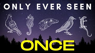 Found Once Twice or Thrice  5 species that were discovered and then lost to science [upl. by Asira990]