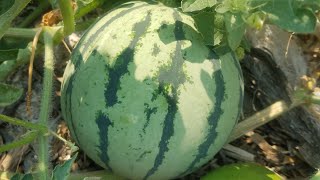 How to Get More Watermelons Off Your Vine [upl. by Sarita15]