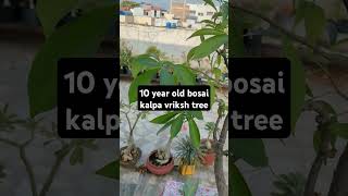 Bonsai  kalpa vriksh garden [upl. by Nadda]