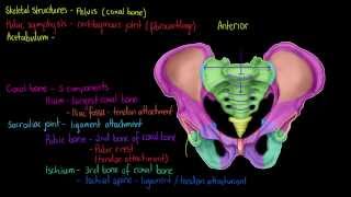 Skeletal Structures The Pelvis [upl. by Ainigriv]