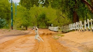 Island of Lemurs Madagascar  quotThe Lemur Dancequot Clip HD [upl. by Yvi121]