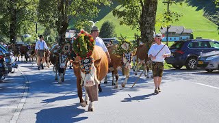 Almabtrieb am Achensee 2024 [upl. by Ariem]