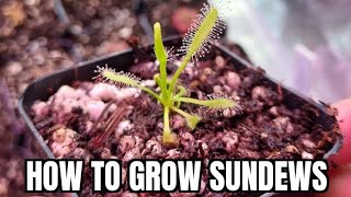 how to grow sundews from seed  quick guide [upl. by Adnahsam]