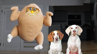 Creepy FURBY Creatures Surprise Dogs Funny Dogs Maymo Potpie amp Indie [upl. by Jona210]