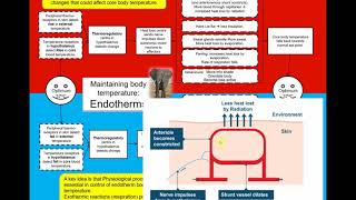 A level Biology Endotherm Temperature control [upl. by Droffilc]