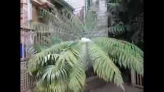 How to Grow Tasmanian Tree Fern in Canada [upl. by Idou741]