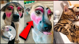 Funniest Cats And Dogs Videos 😁  Best Funny Animal Videos 2024 🥰4 [upl. by Quillon]