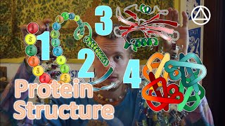 The Four Levels of Protein Structure [upl. by Nnov180]