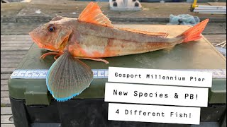 Gosport Millennium PierHaslar Marina 4 Different Fish New Species amp PB [upl. by Yehs]