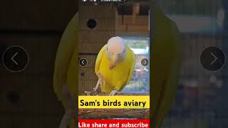 Sams birds beautiful bird [upl. by Gnoy]