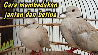 Cara membedakan burung puter jantan dan betina [upl. by Laekcim]