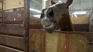 30 Minutes of HILARIOUS Horses  Best Compilation [upl. by Mishaan545]