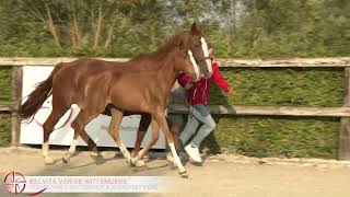 BELVITA VAN DE WITTEMOERE PEGASE VAN T RUYTERSHOF x QUERLYBET HERO [upl. by Salem]