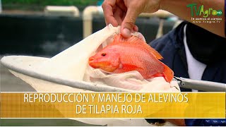 Reproduccion y Manejo de Alevinos de Tilapia Roja  TvAgro por Juan Gonzalo Angel Restrepo [upl. by Eerb]