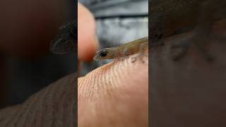 One of the smallest reptiles ever Sphaerodactylus nicholsi microgecko lizard reptile [upl. by Senaj]