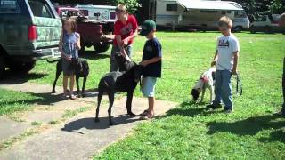 2010 UKC National Plott Hound Days  United Kennel Club [upl. by Kamp]