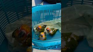 Sunconur Hand feeding baby🦜 mini vlogs with birds birds shortvideo birdslover parrot [upl. by Ayocal660]