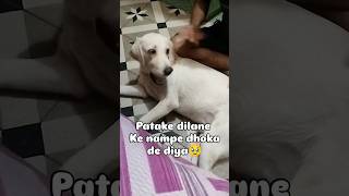 Bare Kanjoos ho 🥹 funny pluto dog comedy shorts [upl. by Nyliahs]