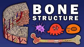 BONE STRUCTURE [upl. by Airb]