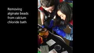 Alginate hydrogel demo at BASF 2014 [upl. by Mccutcheon]