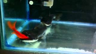 My Gulper Catfish 2014  23cm [upl. by Anez954]