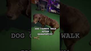 😞Senior dog cannot walk after Gabapentin PART 2 shortsviral [upl. by Natale166]