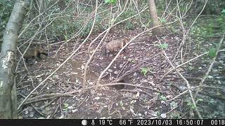 Pee Marking by Male Japanese Raccoon Dog at the Vacant Sett of Japanese Badger in Mid Autumn [upl. by Raven]