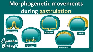 Morphogenetic movements  invagination involution ingression delamination amp epiboly [upl. by Fairley]