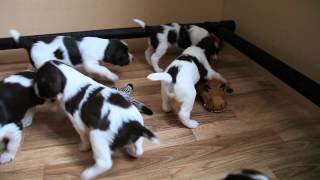 Springer Spaniel Puppies At Play [upl. by Merkley]