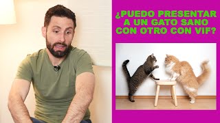 ¿Cómo presentar a dos gatos cuando uno de ellos tiene VIF virus de la inmunodeficiencia felina [upl. by Aniloj]