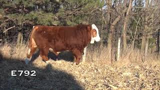 2018 Brink Fleckvieh Simmental Bull Sale Lots 7797115 [upl. by Riffle]