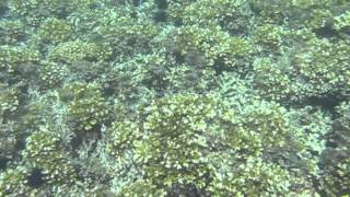 Reefs at Isla Coibita Panama [upl. by Tati]