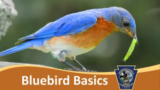 Bluebird Basics amp Cavity Nest Boxes [upl. by Drake251]