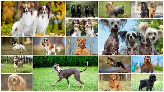 Podcast 146 The Smallest Dog Breeds [upl. by Harlene]